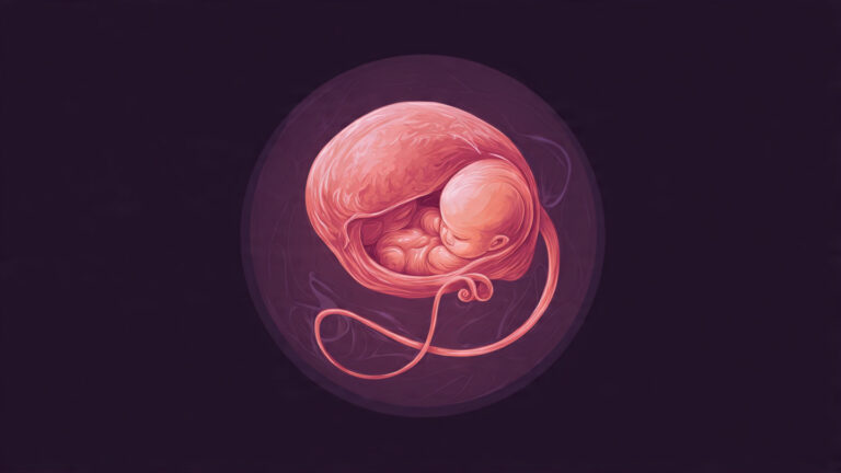 How Important Is the Umbilical Cord for a Baby in the Womb?